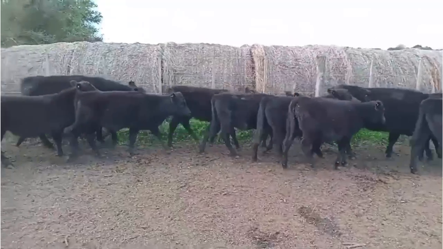 Lote 40 Terneros/as en La Plata, Buenos Aires