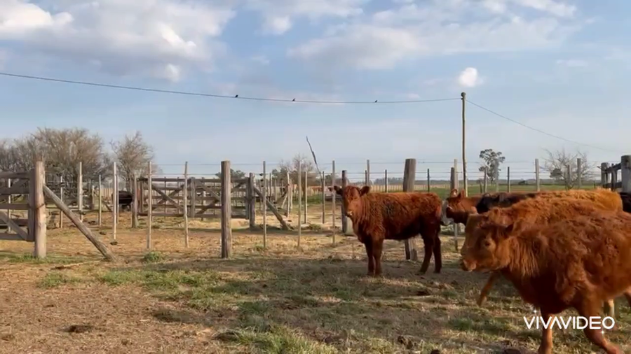 Lote 9 Terneras en Navarro, Buenos Aires