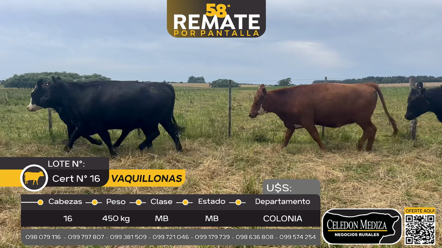 Lote 16 Vaquillonas  en Otra Localidad, Colonia