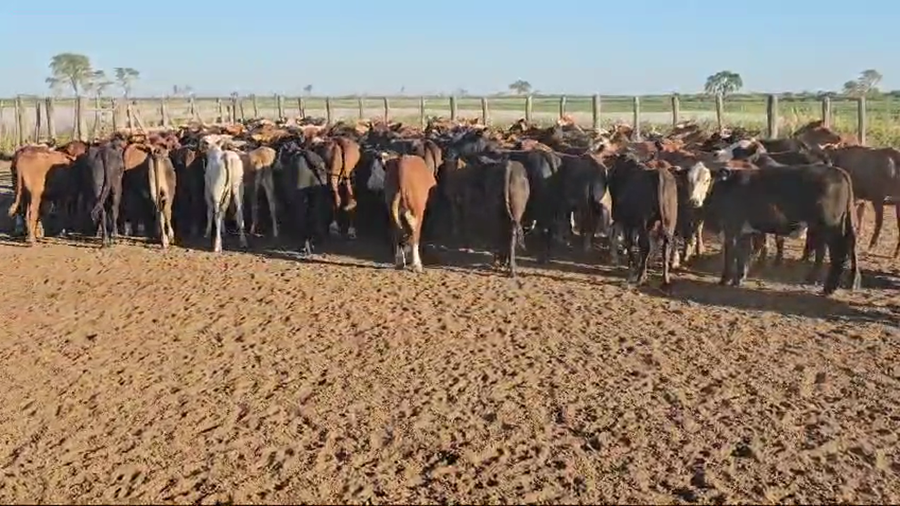 Lote 105 Terneros en Bandera, Santiago del Estero