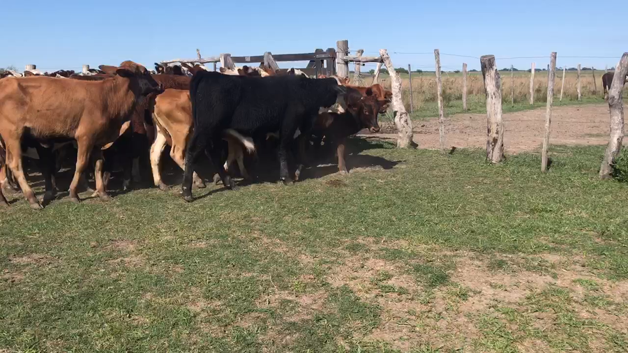 Lote 70 Terneros/as en Corrientes, Saladas