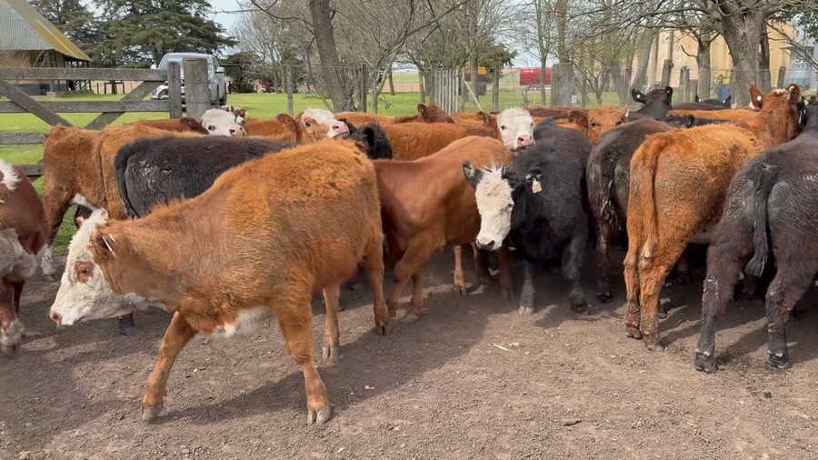 Lote 60 Vaquillonas en Azul