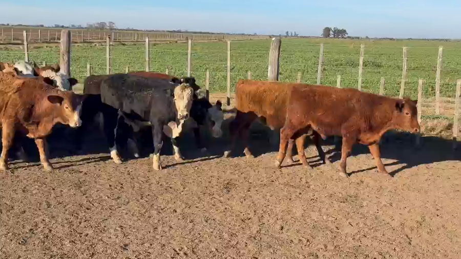 Lote 40 Novillitos en Santa Fe, La Rubia
