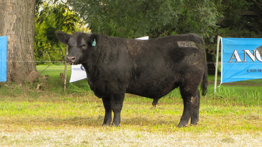 Lote CABAÑA COEMBOTÁ: RP 212