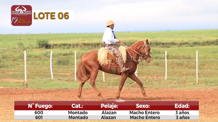 Lote Reproductores de Alborada - Lote 6
