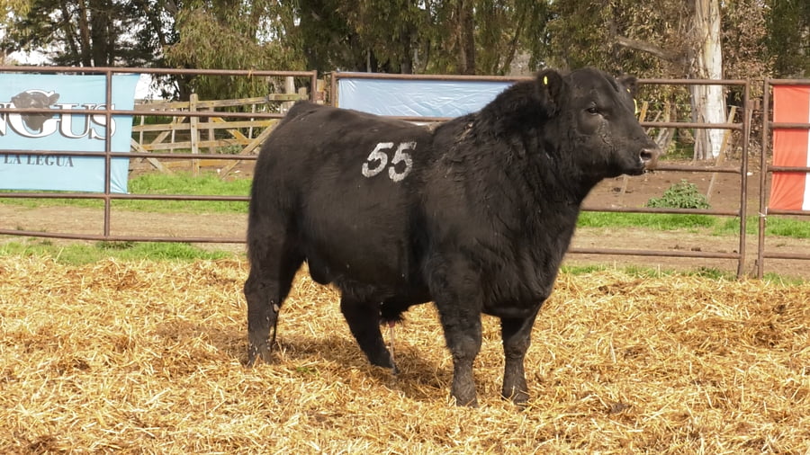 Lote TOROS ANGUS NEGROS PC
