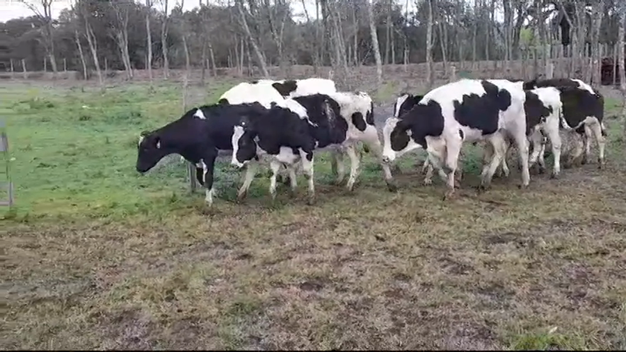 Lote TERNEROS HOLANDO