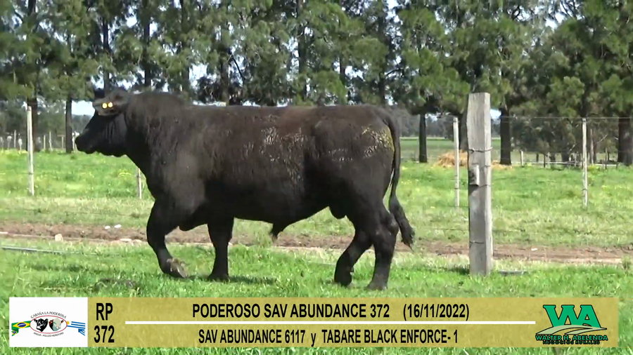 Lote Toros PI / PO / PC Angus a remate en Cabaña La Poderosa, Florida