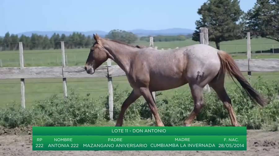 Lote Antonia 222
