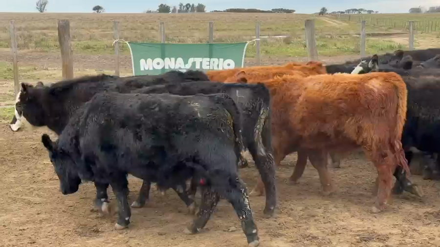 Lote 80 Novillitos en Trenel - LP
