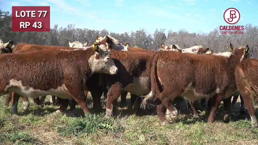 Lote Vaquillonas PR Preñadas Parición Otoño (INSEMINACION ARTIFICIAL)