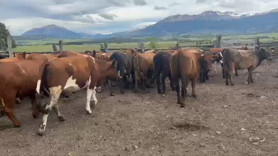 Lote 40 Vaquilla Engorda en Coyhaique, XI Región Aysén
