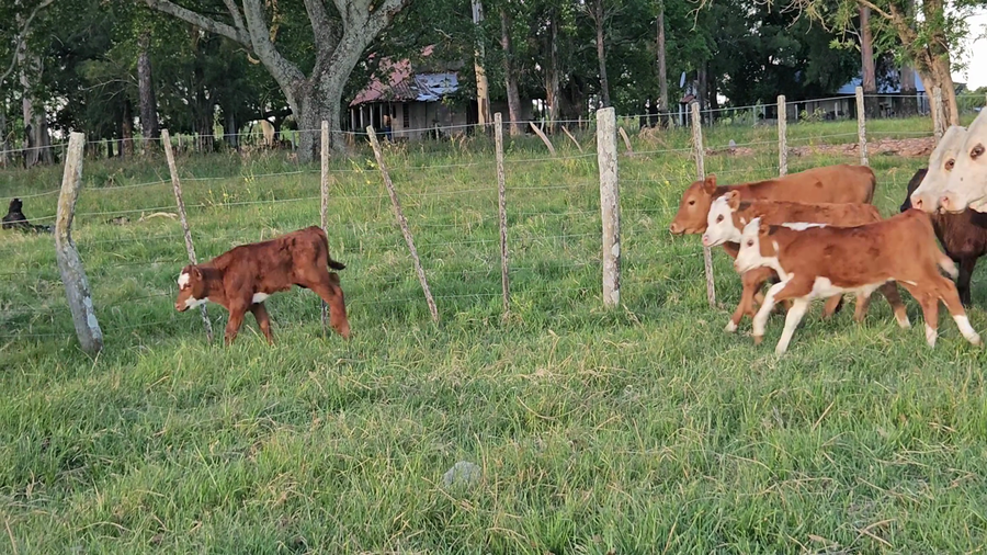 Lote 54 Vacas CUT con cría