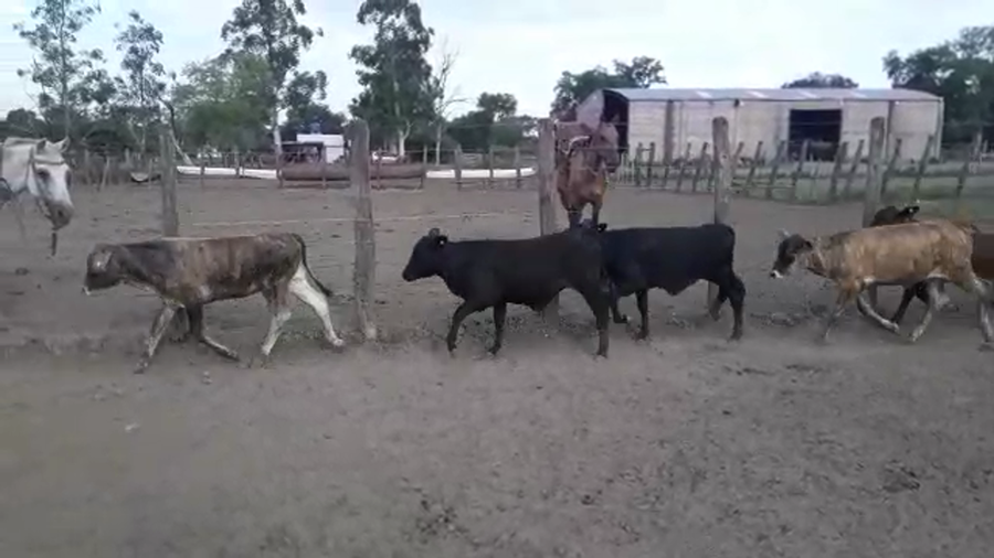 Lote 80 Terneros/as en Puero Tirol, Chaco