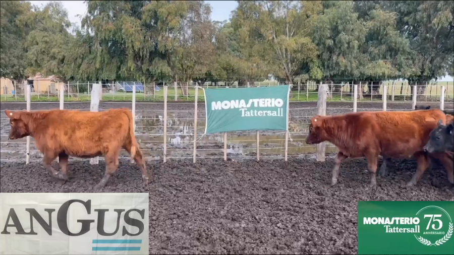 Lote 56 Terneros en Buenos Aires, A. Gonzales Chaves