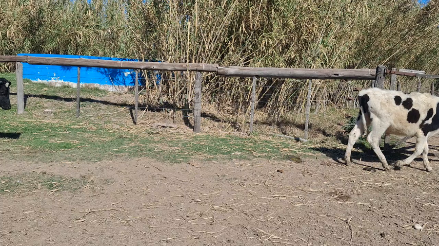 Lote 19 Terneros Holando Argentino en Tacural, Santa Fe