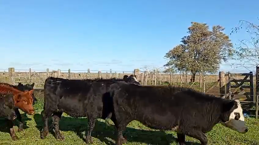 Lote 82 Terneras en Mar de Ajó, Buenos Aires