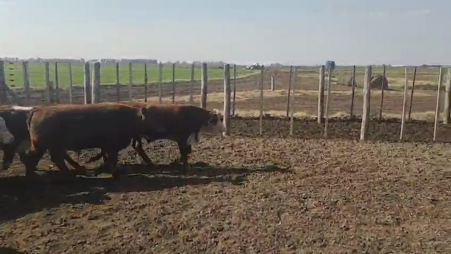 Lote 60 Terneros