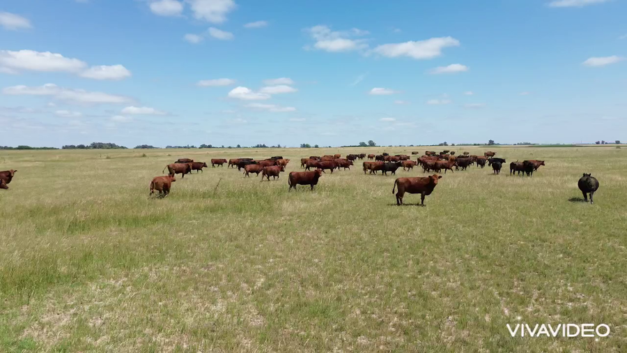 Lote 88 Vacas nuevas C/ gtia de preñez