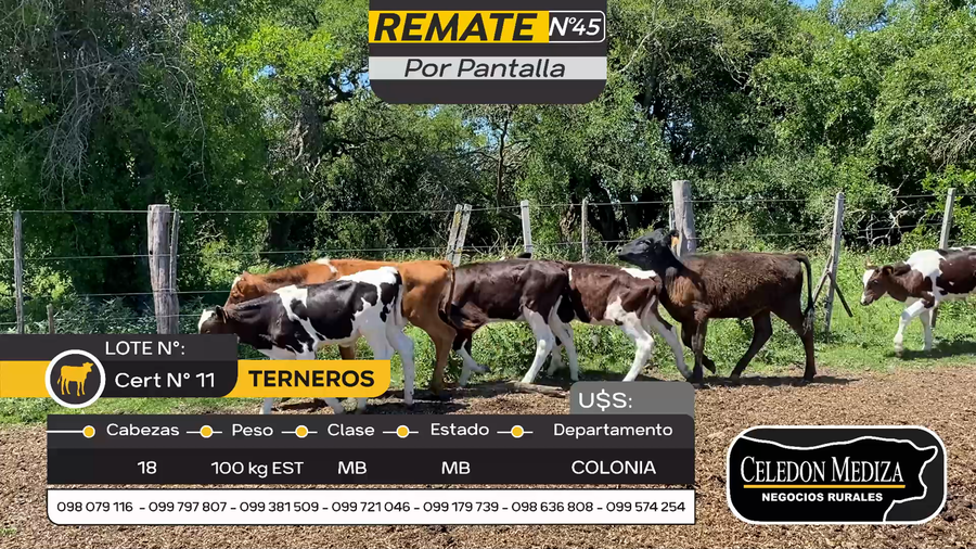 Lote 18 Terneros en Artilleros, Colonia