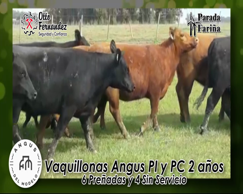 Lote VAQUILLONAS A.ANGUS PI. y  PC