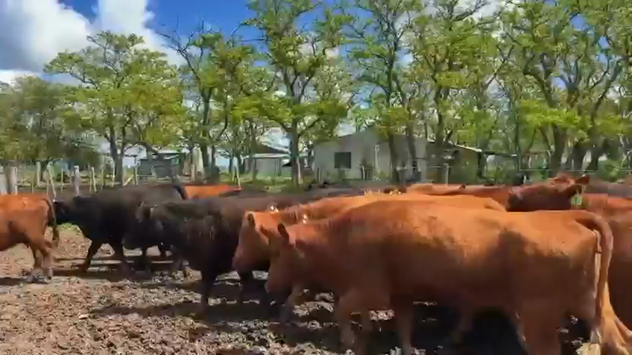Lote 60 Vacas NUEVA G/P