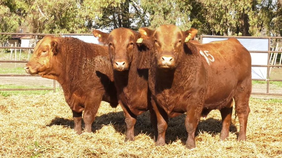 Lote TOROS ANGUS COLORADOS PC