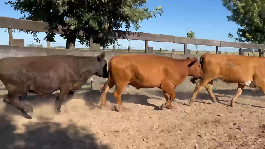 Lote 64 Novillos