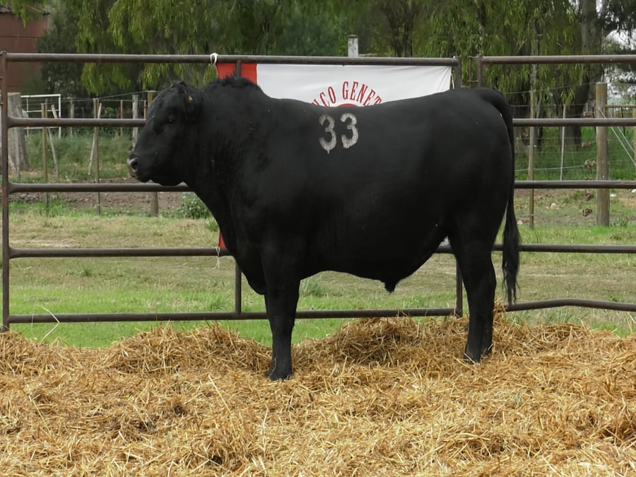 Lote TOROS ANGUS NEGROS PC