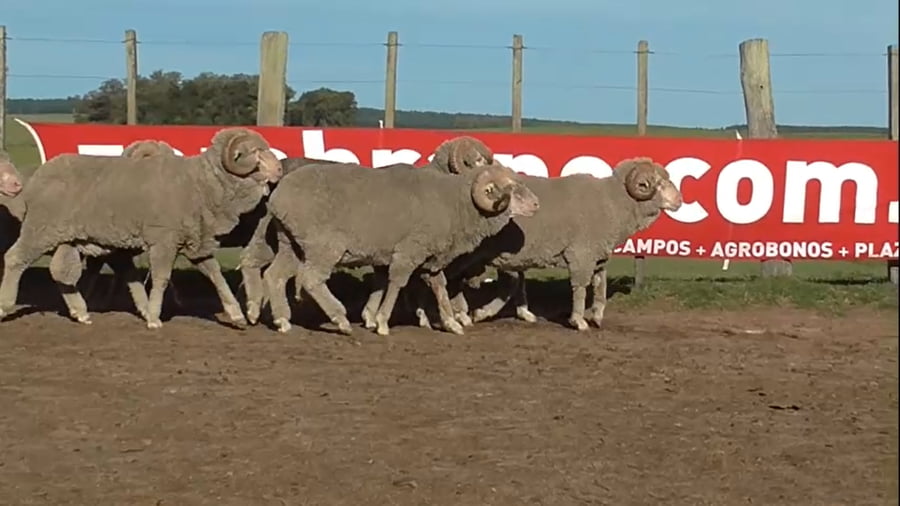 Lote 8 carneros 4 y 6 dtes MO