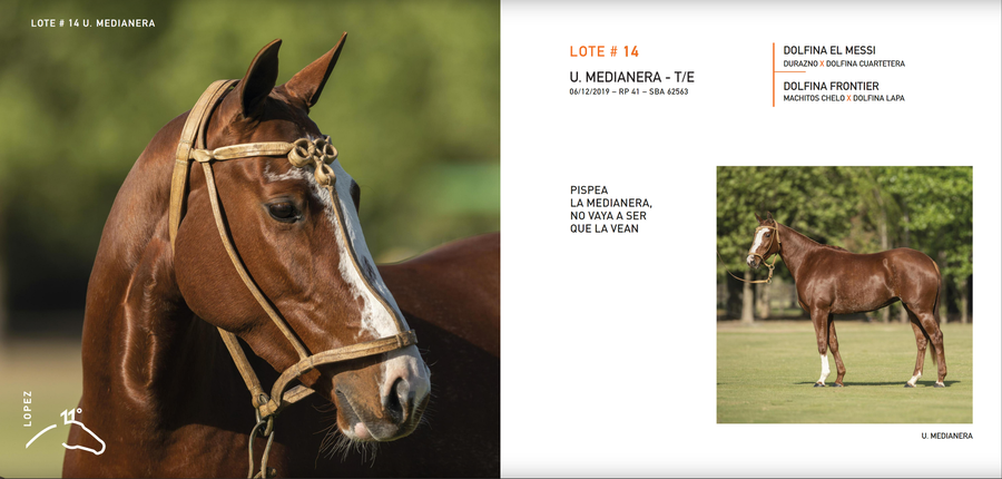 Lote U. MEDIANERA - T/E (DOLFINA EL MESSI - DOLFINA FRONTIER)