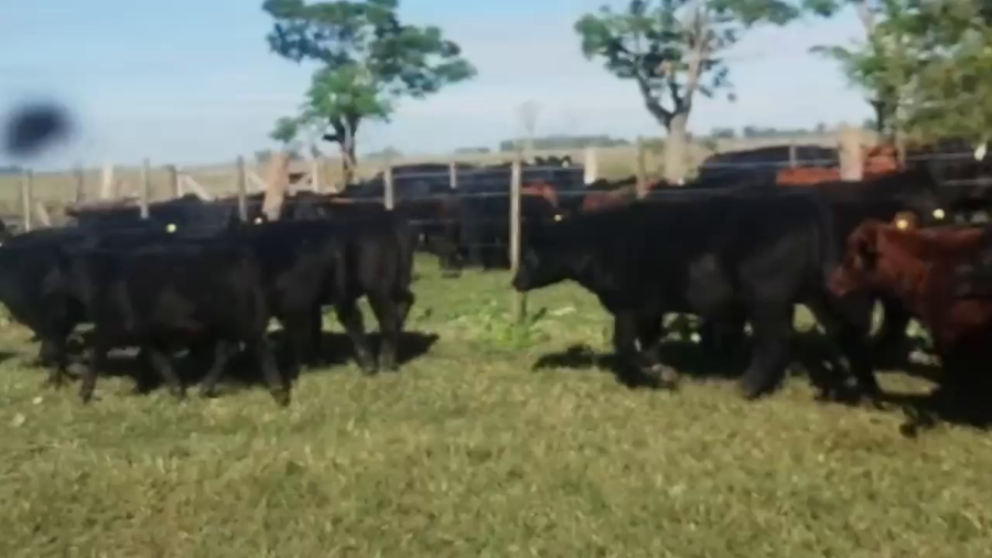 Lote 55 Terneros