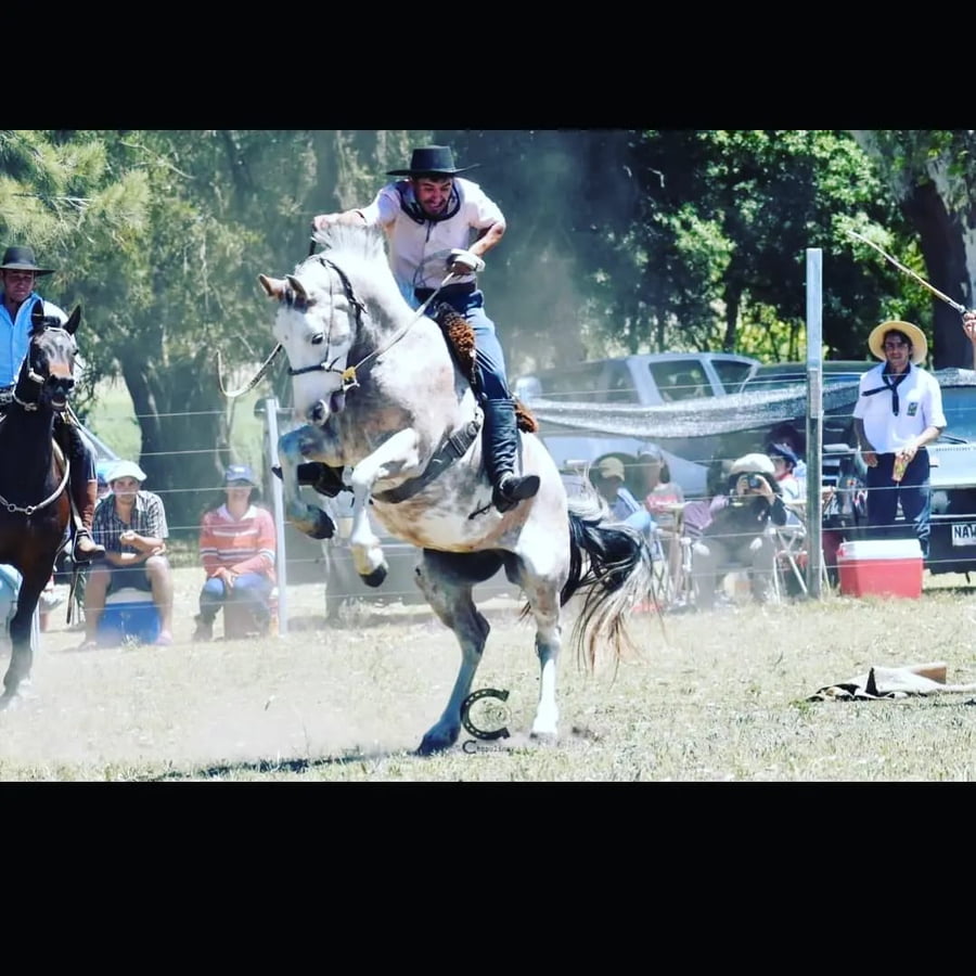 Lote 1 Yegua Gateada