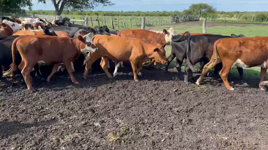 Lote 60 Vaquillonas en Maciá, Entre Ríos