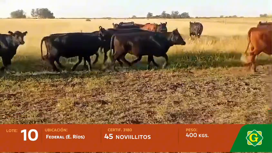 Lote Novillitos en Federal