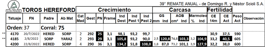Lote TORO P. HEREFORD