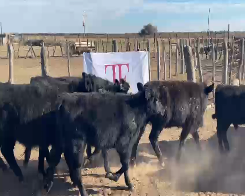 Lote 70 terneros - Arata Pcia La Pampa
