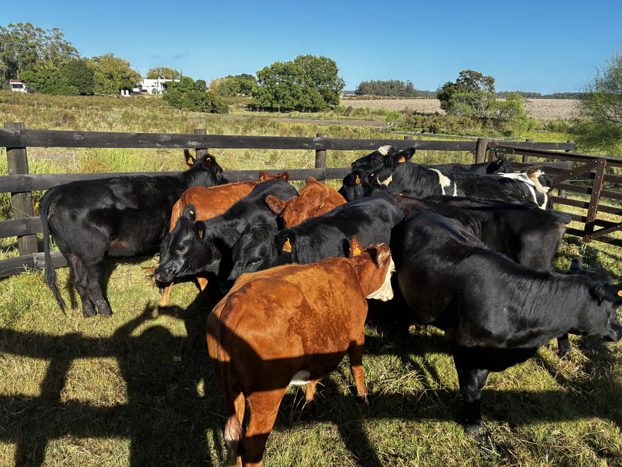 Lote Vientres Entorados