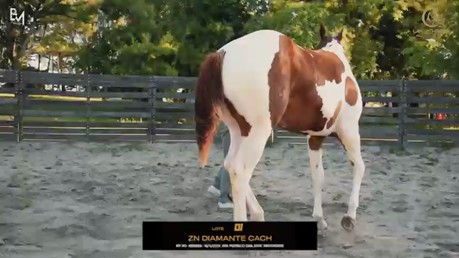 Lote ZN DIAMANTE CACH