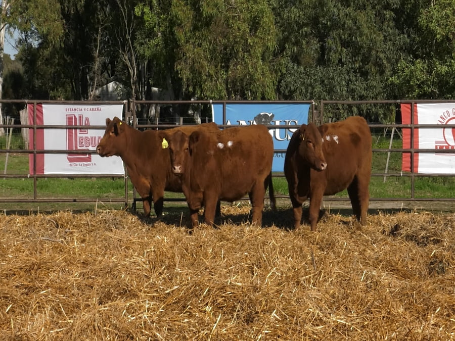 Lote VAQUILLONAS ANGUS  PP