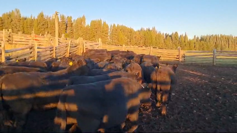 Lote 50 Novillo Engorda en Coyhaique, XI Región Aysén