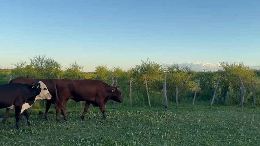 Lote 39 Novillitos