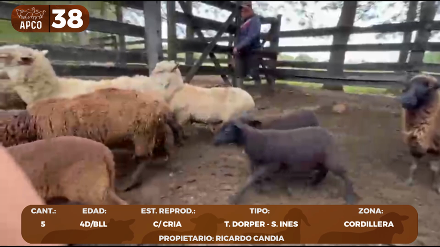 Lote LOTE 38 -POR PANTALLA