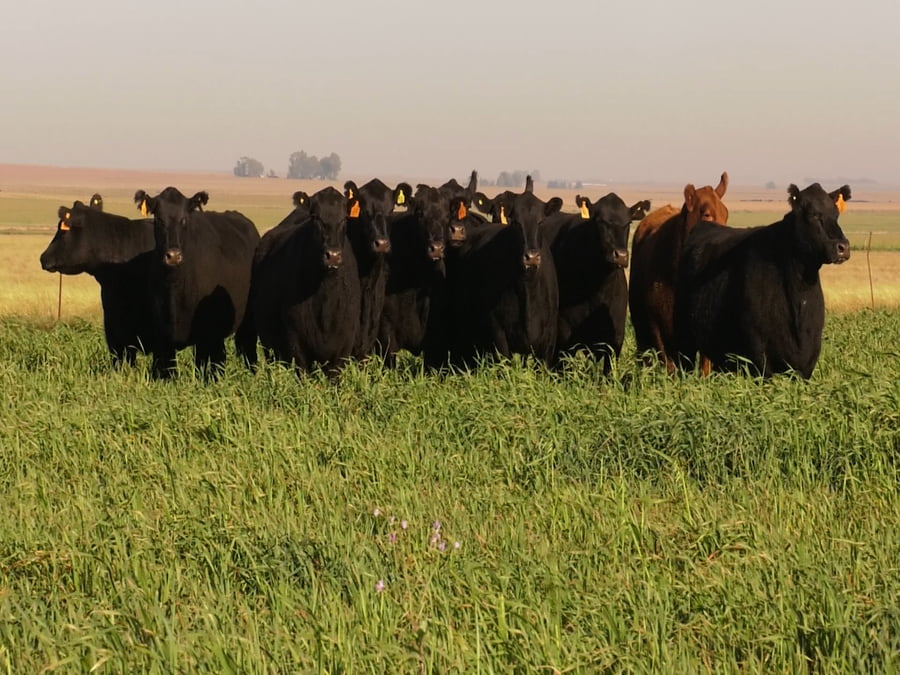 Lote VACAS  ANGUS NEGRAS MAS  C/ GTIA DE PREÑEZ
