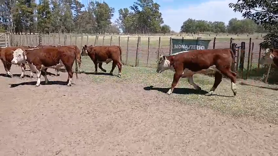 Lote 169 Novillitos en Daireaux