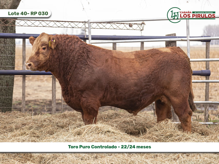 Lote TOROS PUROS CONTROLADOS - 22/24 meses