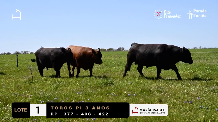 Lote LOTE 1