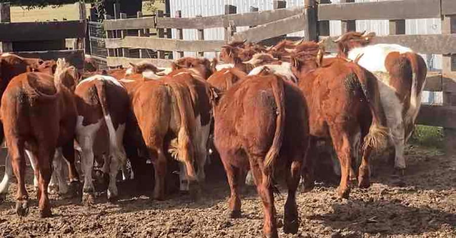 Imagen 1 del Lote Lote 32 Novillo Engorda en Osorno, X Región Los Lagos