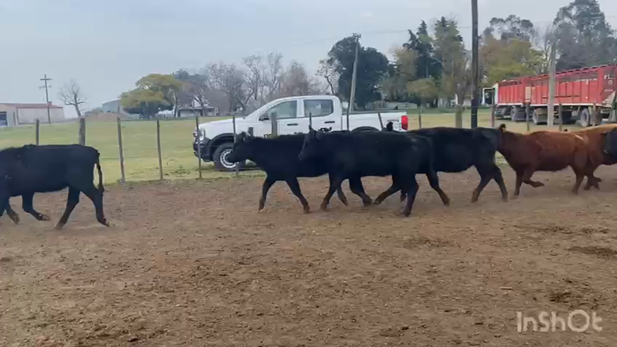 Lote 35 Vaquillonas en San Vicente, Buenos Aires