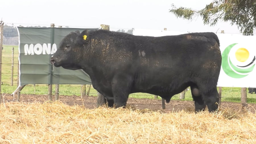 Lote TOROS PUROS POR CRUZA